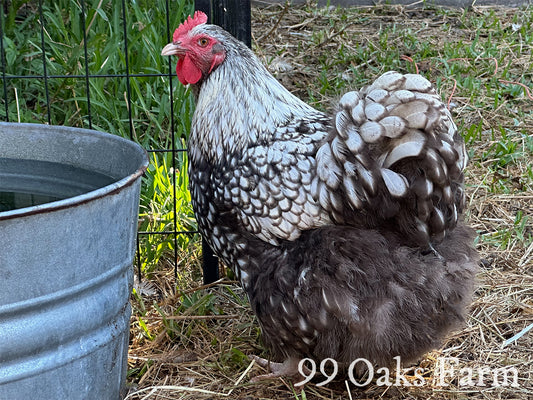 Chicken Breed Focus: Silver Laced English Orpington