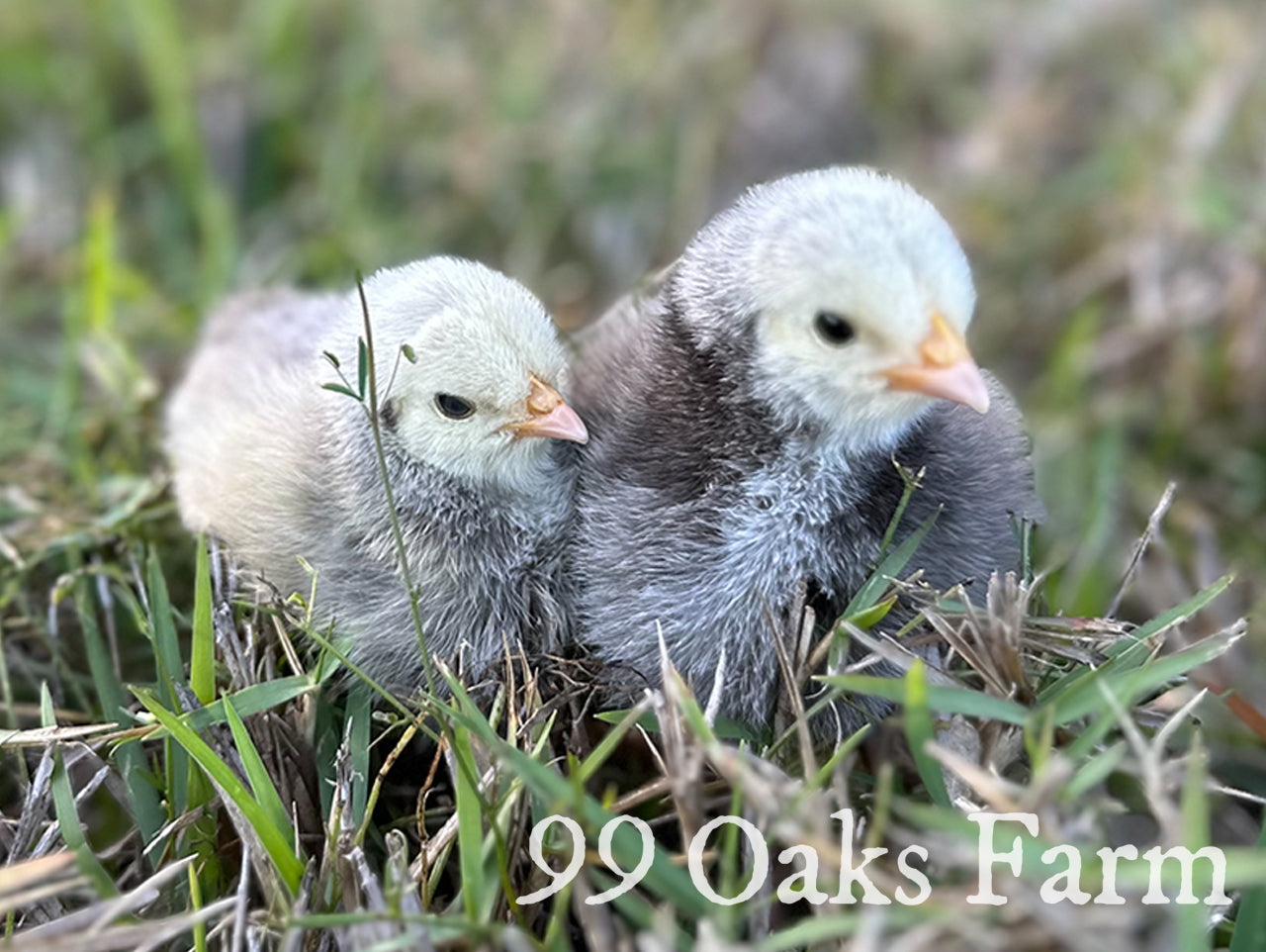 Chicks & Hatching Eggs