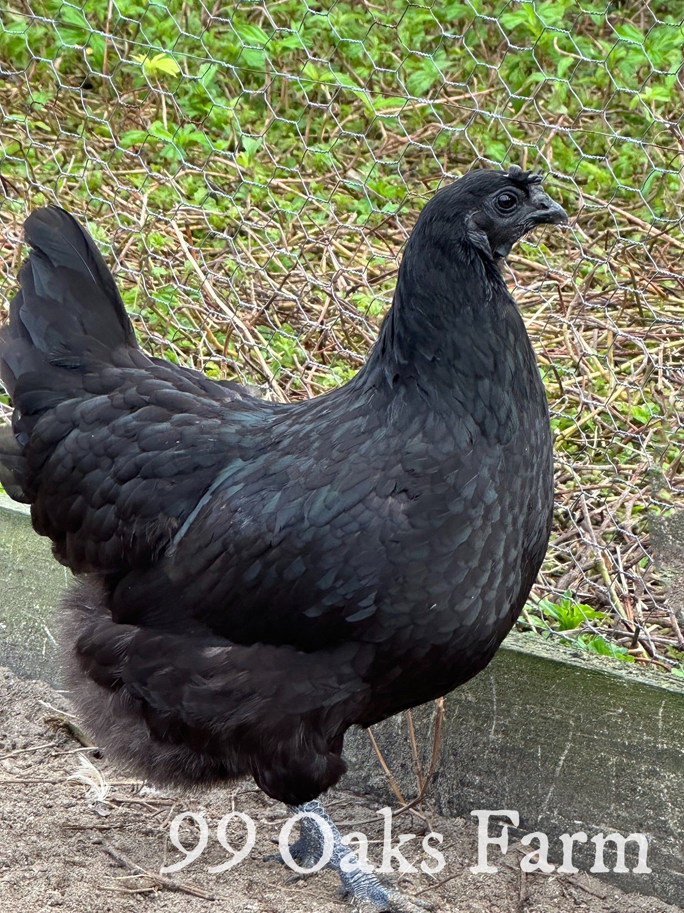 Ayam Cemani Hen