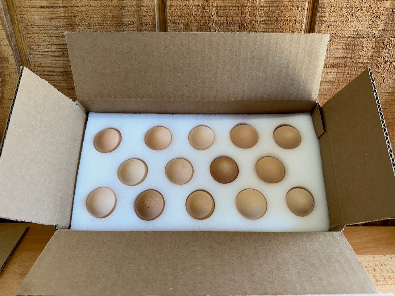 Foam Hatching Egg Shipper Complete Kit