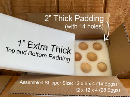 Eggs in shipping box showing foam shipper dimensions