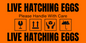 Orange hatching egg label
