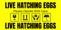 yellow hatching egg label