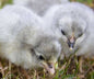 Lavender-Orpington-Chicks