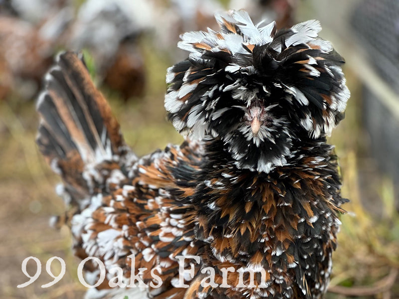 Tolbunt Polish Frizzle Chicken