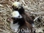 Tolbunt Polish Chicks in hay